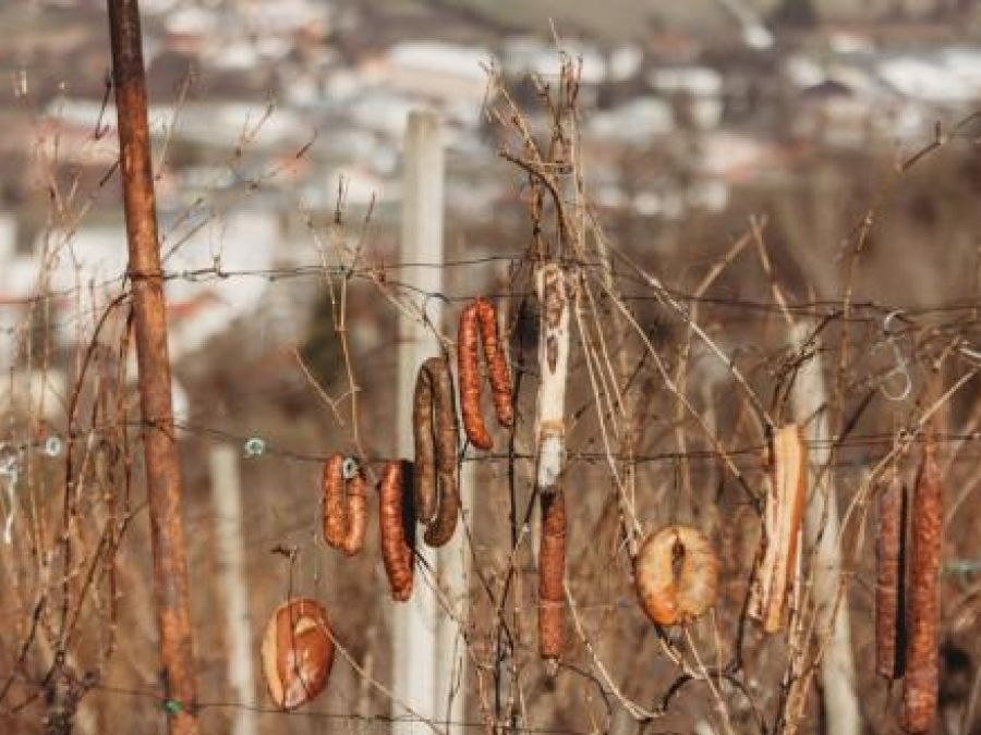 U SUBOTU 24. SIJEČNJA Vincelovo na Požeškoj gori, u vinogradu obitelji Paus